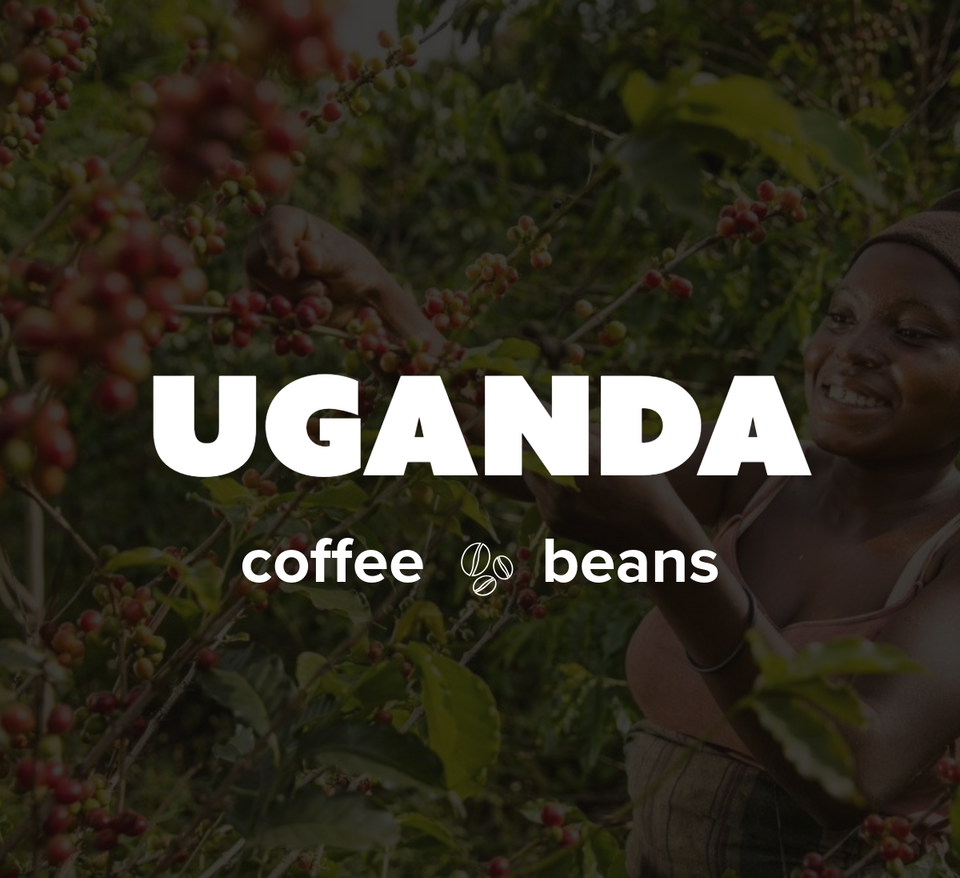 12 OZ Coffee Flavored & Nonflavored Organic Supreme Finest Premium American Espresso Breakfast Cold Brew House Vanilla Chocolate Hazelnut Pumpkin French Vanilla Ethiopia Colombia Sumatra Brazil more